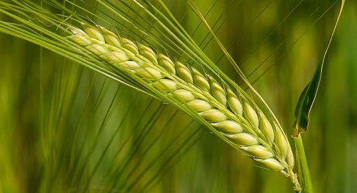 Variety selection tool (spring barley)